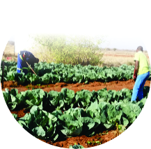 Research and Policy Development